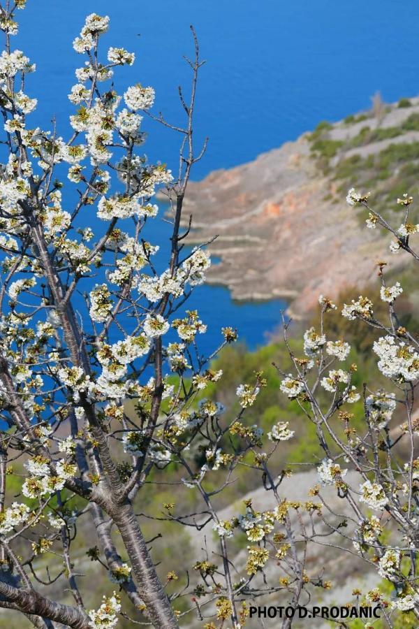 Apartman Bake Milke Senj  Exteriér fotografie